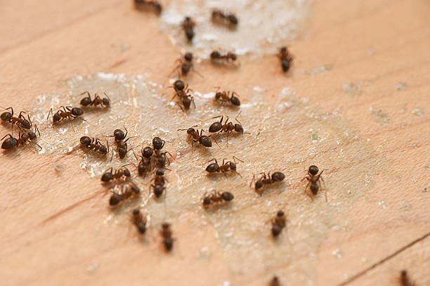 Best Pest Removal Services  in Florida, NY